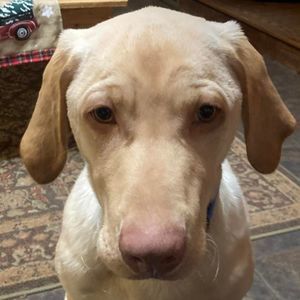 Meet your Posher, Leslee